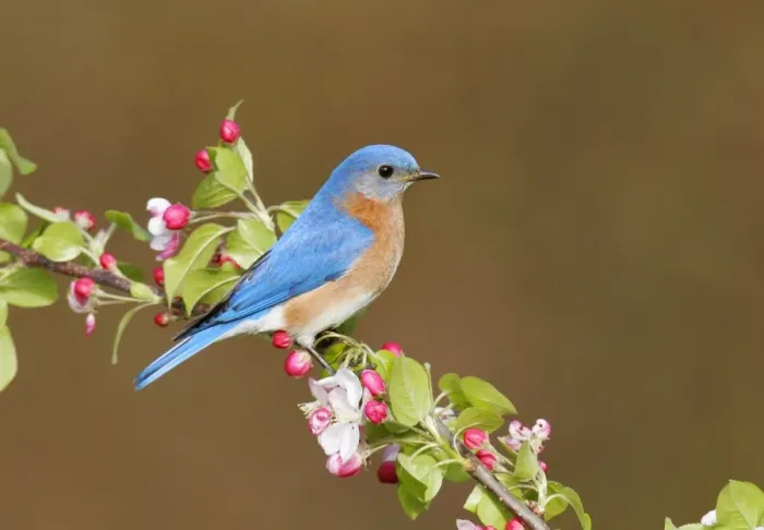 Framed Print : Eastern Bluebird Hamden, CT, USA Framed Print : Eastern Bluebird Hamden, CT, USA