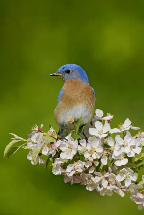Framed Print : Eastern Bluebird - male