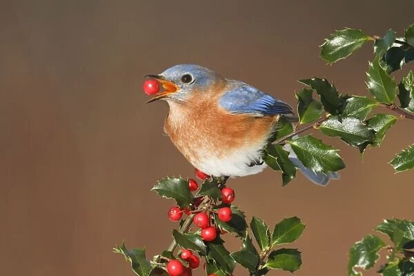Eastern Bluebird - male eating Holly berries in winter. January in Connecticut, USA