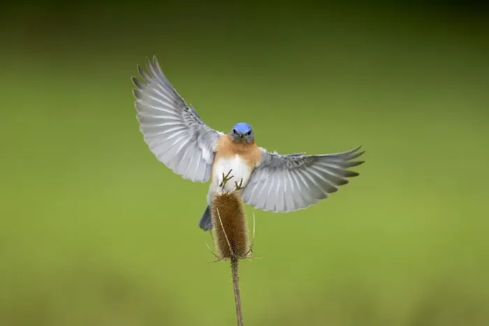 Framed Print : Eastern Bluebird male in flight. Hamden, CT, USA Framed Print : Eastern Bluebird male in flight. Hamden, CT, USA