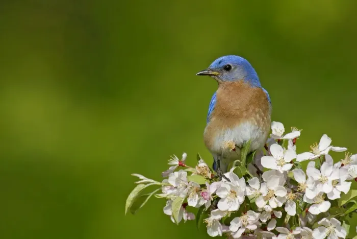 Framed Print : Eastern Bluebird male. Hamden, CT, USA Framed Print : Eastern Bluebird male. Hamden, CT, USA