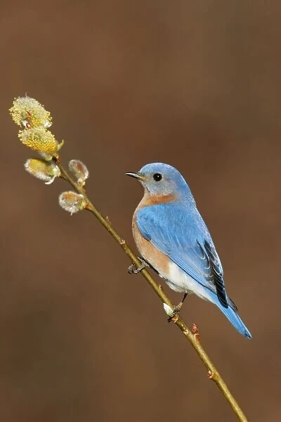 Eastern Bluebird male Hamden, CT, USA