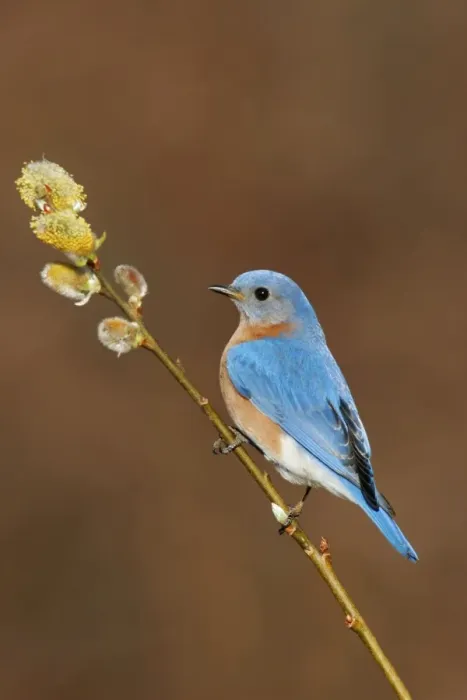 Framed Print : Eastern Bluebird male Hamden, CT, USA Framed Print : Eastern Bluebird male Hamden, CT, USA