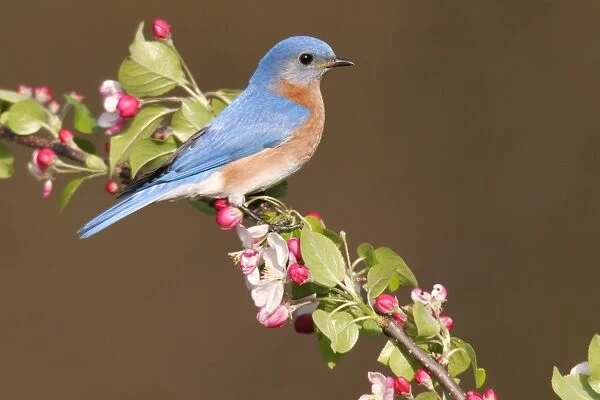 Eastern Bluebird - male Hamden, CT, USA