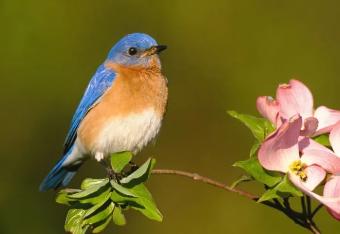 Framed Print : Eastern Bluebird - male. Hamden, CT, USA Framed Print : Eastern Bluebird - male. Hamden, CT, USA