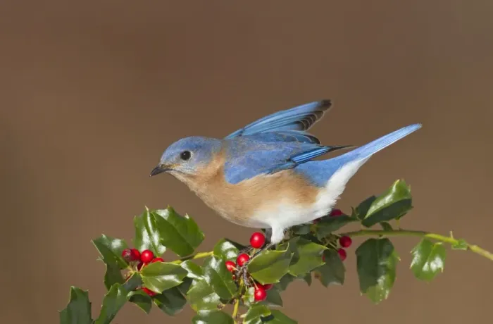 Framed Print : Eastern Bluebird male with holly berries in winter. Connecticut in Spring Framed Print : Eastern Bluebird male with holly berries in winter. Connecticut in Spring