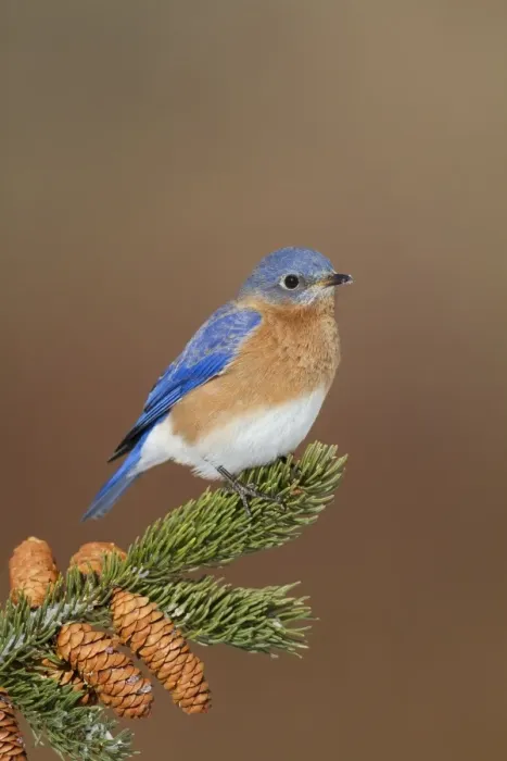 Framed Print : Eastern Bluebird - male. January in Connecticut, USA Framed Print : Eastern Bluebird - male. January in Connecticut, USA