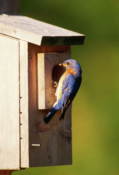 Eastern Bluebird - male at nest box Hamden, Connecticut, USA