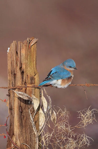 Eastern Bluebird - male in winter. Connecticut in January. USA