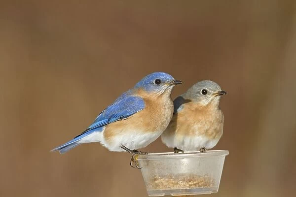 Eastern Bluebird - pair eating mealworms in winter at feeder. January in Connecticut, USA