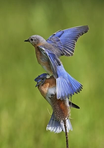 Eastern Bluebird pair, female landing on top of male (Photos Puzzles ...