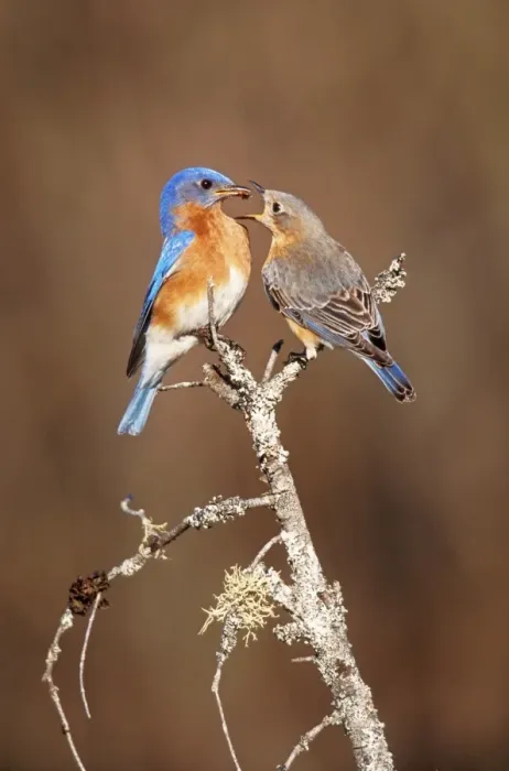 Framed Print : Eastern Bluebird Pair. Hamden, Connecticut, USA Framed Print : Eastern Bluebird Pair. Hamden, Connecticut, USA
