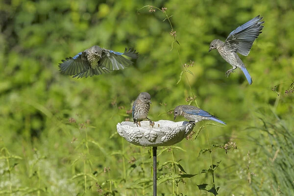 Eastern Bluebird - Sialia sialis - Immature, birds