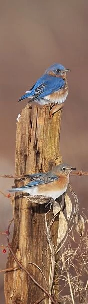 Eastern Bluebirds - in winter. Connecticut in January. USA