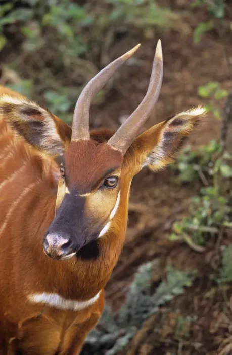 Framed Print : Eastern Bongo Antelope Framed Print : Eastern Bongo Antelope