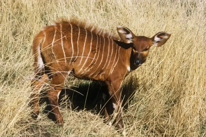 Framed Print : Eastern Bongo Antelope - calf Framed Print : Eastern Bongo Antelope - calf