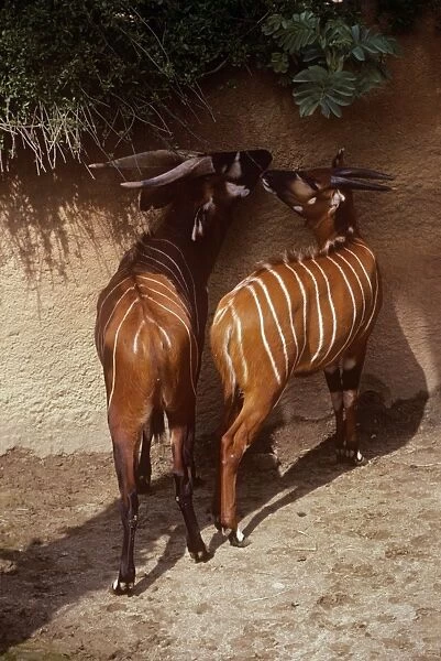 Eastern Bongo Antelope - male & female