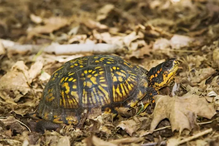 Framed Print : Eastern Box Turtle Framed Print : Eastern Box Turtle