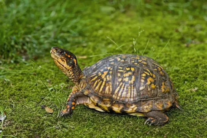 Framed Print : Eastern Box Turtle Framed Print : Eastern Box Turtle
