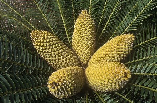 Eastern Cape Giant Cycad  /  Hottentot bread tree - crown with cones - South Africa