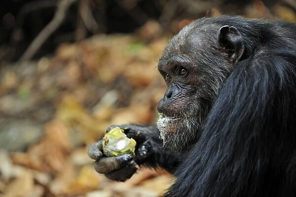 Eastern Chimpanzee  /  Common Chimpanzee eating a fruit