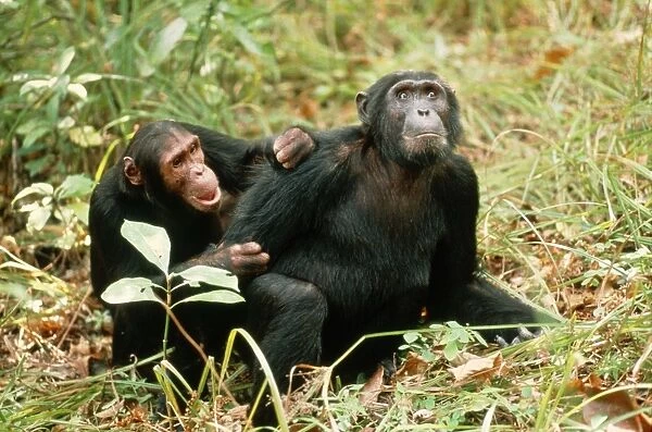 Eastern Chimpanzees FL 2945 Grooming each other - Mahale Mountains National Park, Tanzania, Africa Pan troglodytes schweinfurthi © Ferrero-Labat  /  ARDEA LONDON