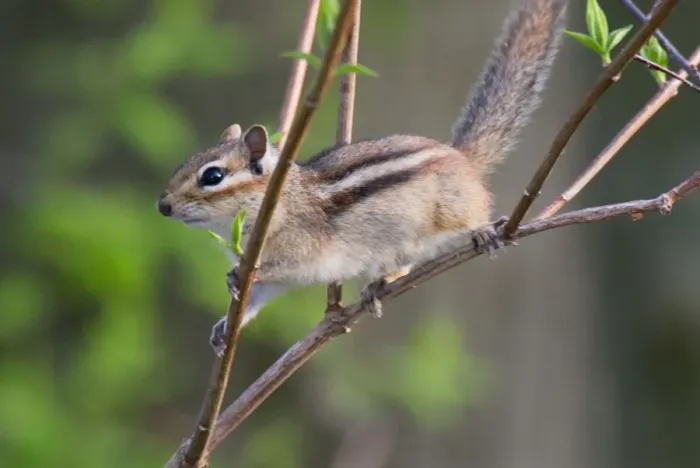 Framed Print : Eastern Chipmunk North USA. _A2A3347 Framed Print : Eastern Chipmunk North USA. _A2A3347