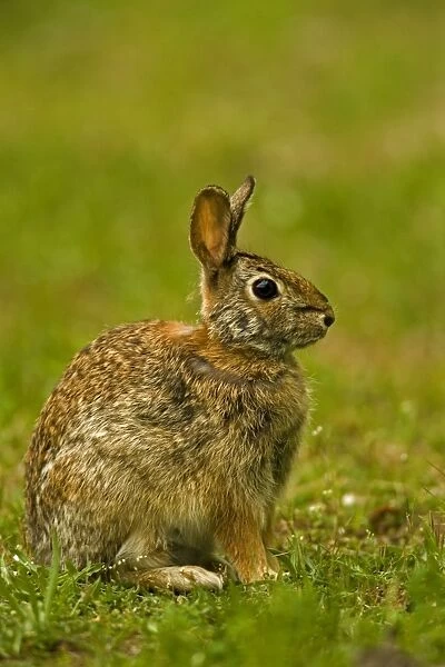 Eastern Cottontail Rabbit - Lives in heavy brush-strips of forest with open areas nearby-edges of swamps and weed patches-Feeds on green vegetation in summer-bark and twigs in winter-Most important game animal. Pennsylvania, USA