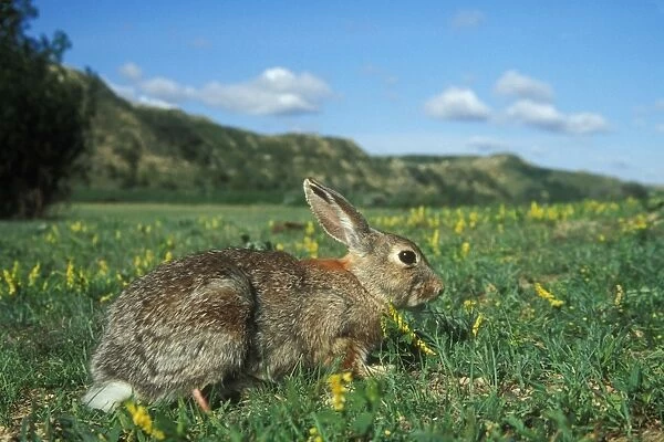Eastern Cottontail Rabbit North Dakota, USA