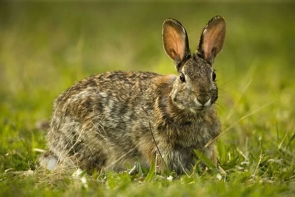 Eastern Cottontail Rabbit - Pennsylvania, USA -Lives in heavy brush-strips of forest with open areas nearby-edges of swamps and weed patches-Feeds on green vegetation in summer-bark and twigs in winter-Most important game animal