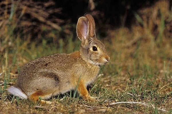Eastern Cottontail Rabbit Theodore Roosevelt National Park North Dakota USA MH269
