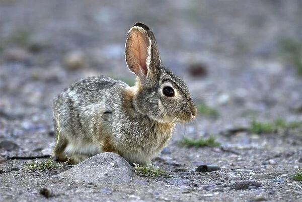 Eastern Cottontail Young one side view. Arizona. USA