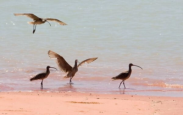 Eastern Curlews at Roebuck Bay Largest Curlew. Breeds in Siberia with most of the population migrating to Australia where it is found in most coastal areas but less commonly in the south west. At Roebuck Bay, Western Australia