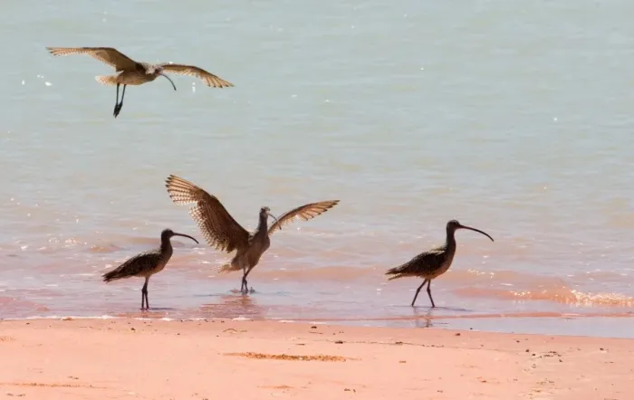 Framed Print : Eastern Curlews at Roebuck Bay Largest Curlew. Breeds in Siberia with most of the population migrating to Australia where it is found in most coastal areas but less commonly in the south west. At Roebuck Bay, Western Australia Framed Print : Eastern Curlews at Roebuck Bay Largest Curlew. Breeds in Siberia with most of the population migrating to Australia where it is found in most coastal areas but less commonly in the south west. At Roebuck Bay, Western Australia
