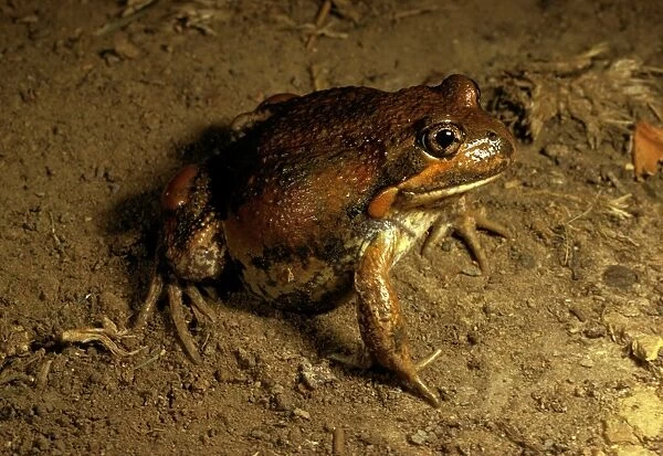 Eastern  /  Dumerils banjo frog
