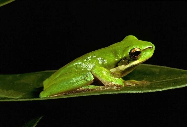 Eastern dwarf treefrog