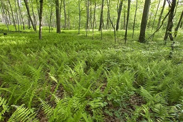 Eastern Forest - several years after fire burned understory. May in Connecticut, USA