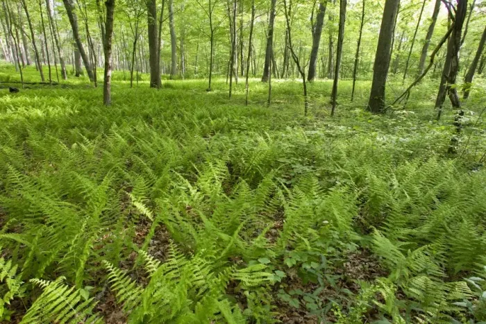 Framed Print : Eastern Forest - several years after fire burned understory. May in Connecticut, USA