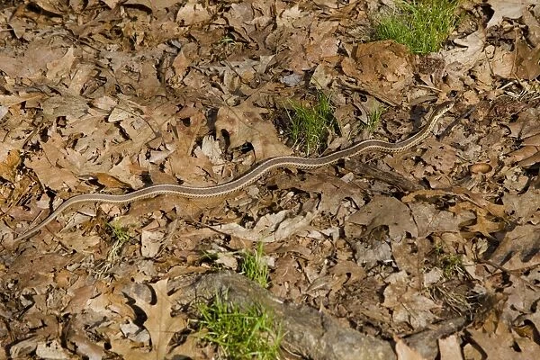 Eastern Garter Snake - April - Connecticut - USA