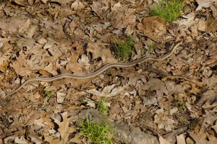 Framed Print : Eastern Garter Snake - April - Connecticut - USA Framed Print : Eastern Garter Snake - April - Connecticut - USA
