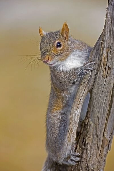 Eastern Gray Squirrel - on dead tree - New York - USA