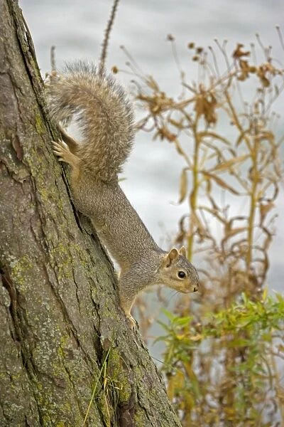 Eastern Gray Squirrel Eastern United States