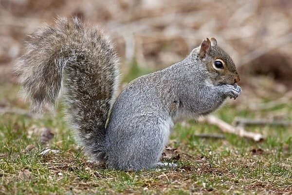 Eastern Gray Squirrel - feeding - CT - USA