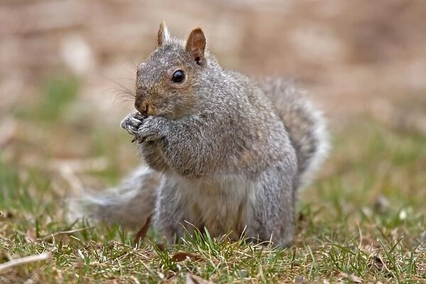 Eastern Gray Squirrel - feeding - CT, USA