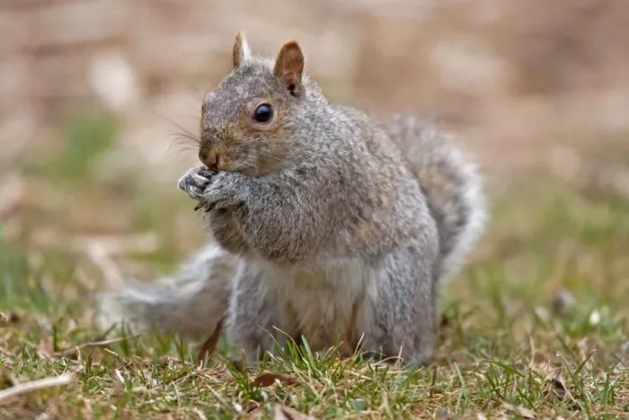 Framed Print : Eastern Gray Squirrel - feeding - CT, USA Framed Print : Eastern Gray Squirrel - feeding - CT, USA