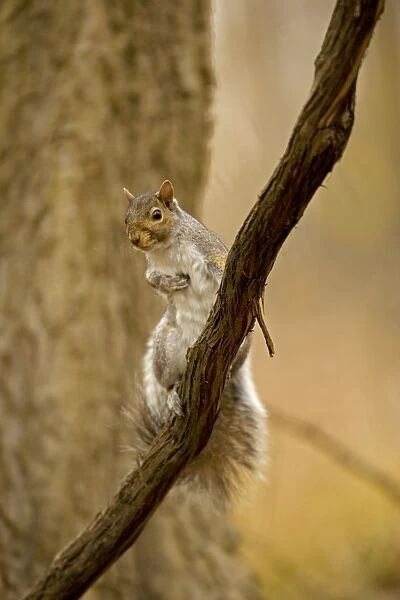 Eastern Gray Squirrel Range is eastern United States