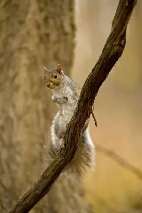 Framed Print : Eastern Gray Squirrel Range is eastern United States Framed Print : Eastern Gray Squirrel Range is eastern United States