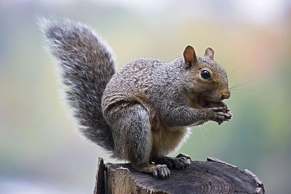 Eastern Gray Squirrel (Sciurus carolinensis) Eating nuts in tree - New York - Habitat is hardwood or mixed forests with nut trees-especially oak-hickory forests - Range is eastern United States - Is abroad all year even digging through snow in