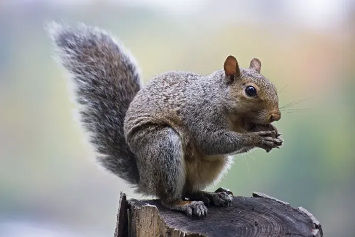 Framed Print : Eastern Gray Squirrel (Sciurus carolinensis) Eating nuts in tree - New York - Habitat is hardwood or mixed forests with nut trees-especially oak-hickory forests - Range is eastern United States - Is abroad all year even digging through snow in Framed Print : Eastern Gray Squirrel (Sciurus carolinensis) Eating nuts in tree - New York - Habitat is hardwood or mixed forests with nut trees-especially oak-hickory forests - Range is eastern United States - Is abroad all year even digging through snow in