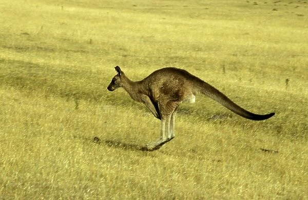 Eastern grey (Forester s) kangaroo (Macropus giganteus tasmaniensis), Maria Island, Tasmania, Australia